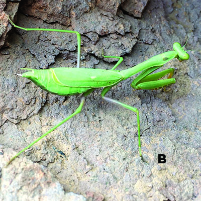 Fig. 11B: Photograph of a praying mantis.